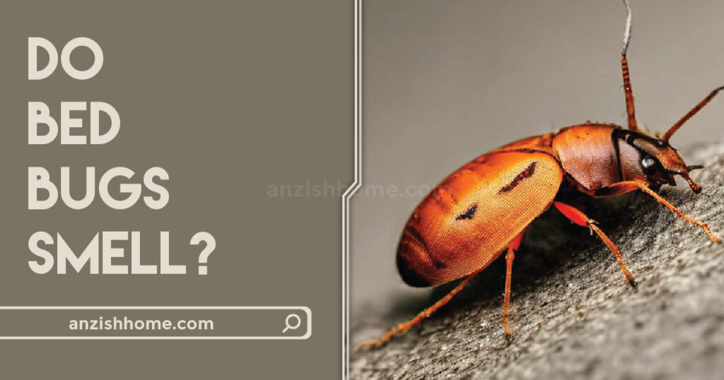 Do Bed Bugs Smell Anzish Home