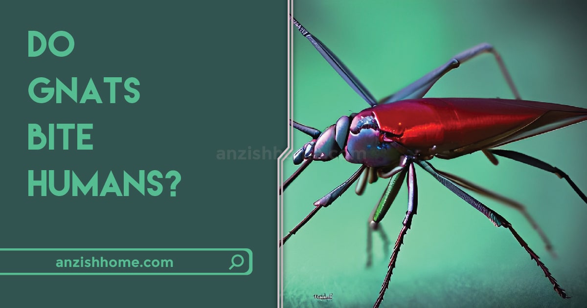 do-gnats-bite-humans-anzish-home